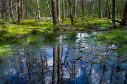 E/D/E setzt sich für Moorlandschaft ein